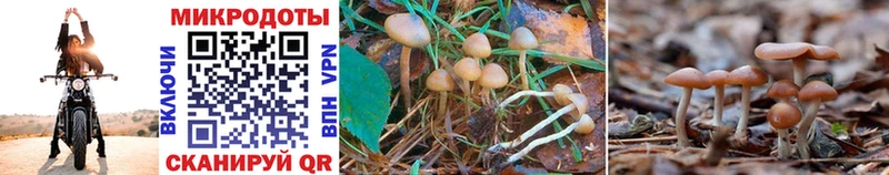 наркошоп  Нальчик  Псилоцибиновые грибы Psilocybine cubensis 